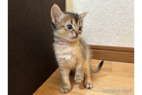 商談中の千葉県のソマリ-112401の5枚目